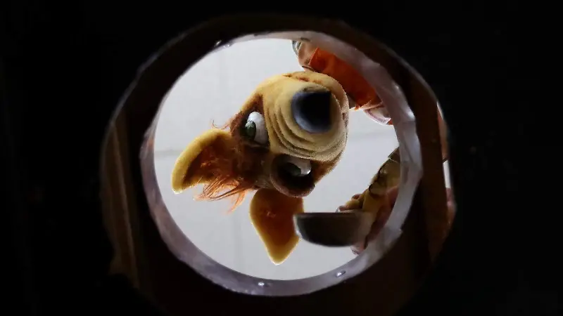 Pippupets, elaboración y entrenamiento de títeres | Fotorreportaje